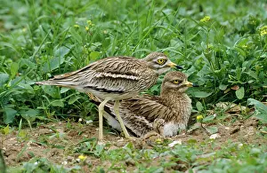 Burhinus: Stone Curlew - pair & chick