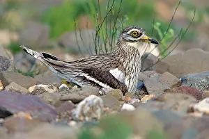 Burhinus: Stone Curlew - sitting on nest Castro Verde, Alentejo