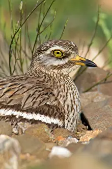 Burhinus: Stone Curlew - sitting on nest Castro Verde, Alentejo