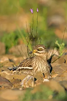 Burhinus: Stone Curlew - sitting on nest Castro Verde, Alentejo