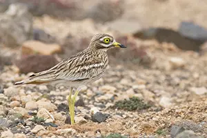 Burhinus: Stone Curlew ssp.insularum - in typical habitat