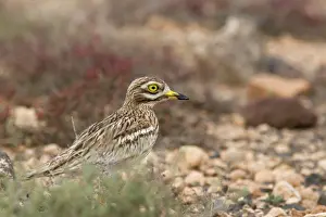 Burhinus: Stone Curlew ssp.insularum - in typical habitat