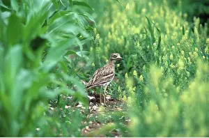 Curlew: STONE-CURLEW - stands on ground