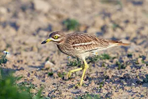 Oedicnemus: Stone Curlew - walking
