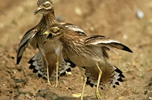 Burhinus: STONE-CURLEWS - aggressive display with wings outstretched