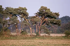 Curlew: STONE-CURLEWS - flock in flight, over farmland