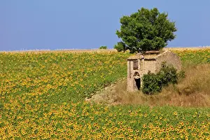 Farmers: Stone farmers hut in a field of sunflowers