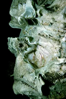 Stonefishes: Stone fish