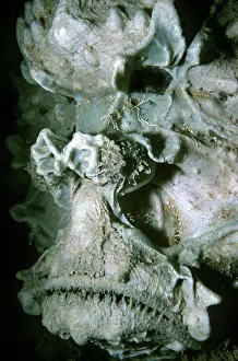 Stonefishes: Stone fish