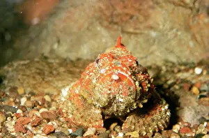 Ugly: Stone Fish