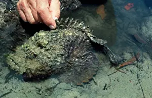 Synanceia: Stone Fish - venomous