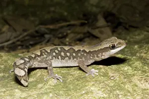 Vittatus: Stone gecko