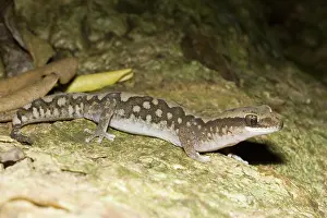 Vittatus: Stone gecko