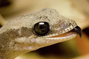 Vittatus: Stone gecko