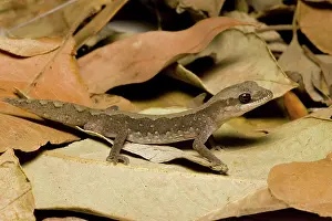 Vittatus: Stone gecko