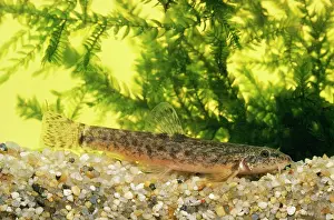 Barbatulus: STONE LOACH