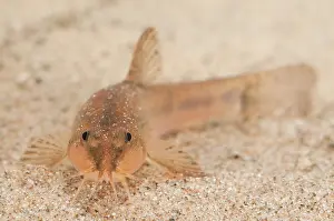 Fische: Stone Loach