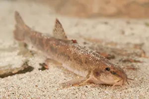 Ffwet: Stone Loach