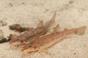 Ffwet: Stone Loach