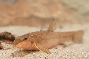 Ffwet: Stone Loach