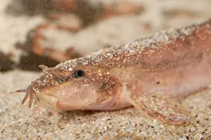 Barbatulus: Stone Loach