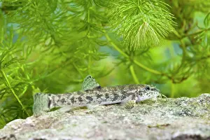 Barbatulus: Stone Loach - underwater photo of single fish resting