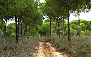 Pinea: Stone Pine, Umbrella Pine, Roman Pine - the dominant