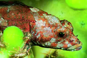 Siberia: Stone sculpin (Paracottus knerii)) on a fresh water