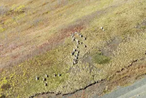 Provincial: Stone sheep, Ovis dalli stonei, Todagin
