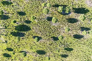 Pinus: Stone or Umbrella pines (Pinus pinea) in the uplands