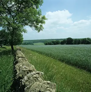 Headland: Stone wall and farmland