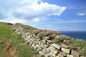 Steps: Stone Wall - with Thrift / Sea Pink