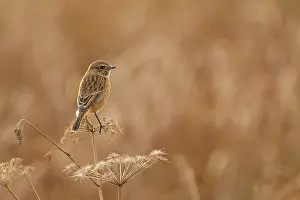 Stonechats: Stonechat adult on reed winter