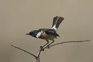 181218: Stonechat - displaying male perched on a twig - Germany