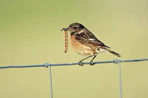 Stonechats: Stonechat - female, on fence with caterpillar in beak