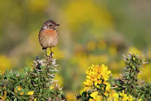 Stonechats: Stonechat - female on gorse