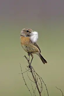 Stonechats: Stonechat - female with nest material in bill