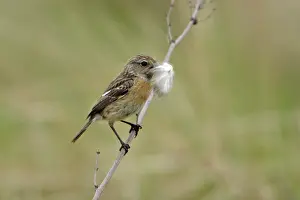 Stonechats: Stonechat - female with nest matrial in bill