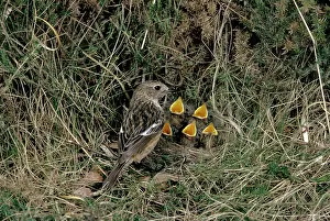Jack Bailey: Stonechat - female at nest with young