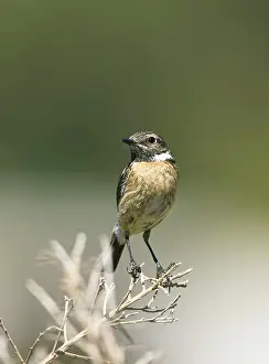 Stonechats: Stonechat - female perched