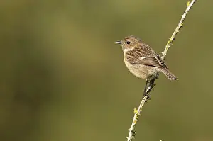 Stonechats: Stonechat - female perched on an old bramble stick - May