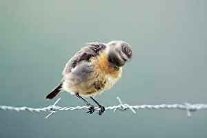 Stonechats: Stonechat - female shaking its head vigorously