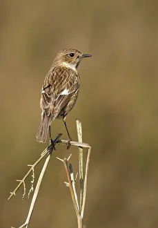 Stonechats: Stonechat - female standing on top of old bracken