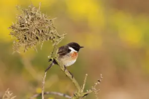 Stonechats: Stonechat - male