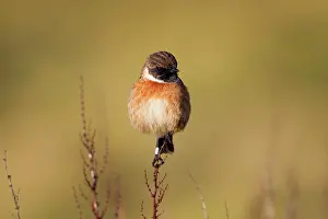Stonechats: Stonechat - male