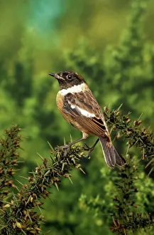 Stonechats: Stonechat - male