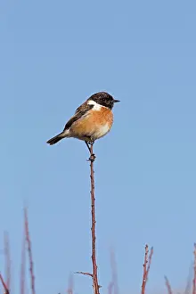 Stonechat: Stonechat - male