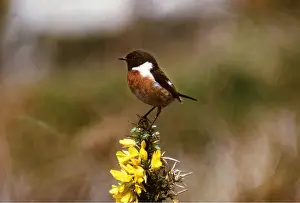 Stonechats: STONECHAT - male