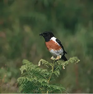 Stonechats: STONECHAT - male