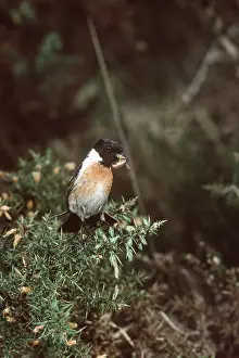 Caterpillars: STONECHAT - male, caterpillar / larvae in beak